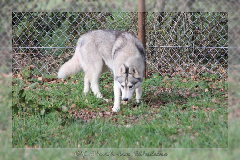 husky-de-siberie-elevage-of-pack-ice-wolves-femelle-nephy-186.jpg