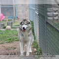 kiba-chien-husky-siberien 09
