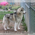 kiba-chien-husky-siberien 14