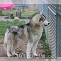 kiba-chien-husky-siberien 15