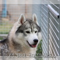 kiba-chien-husky-siberien 17