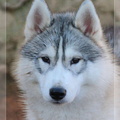 siberian-husky-male-gris-warrior-013
