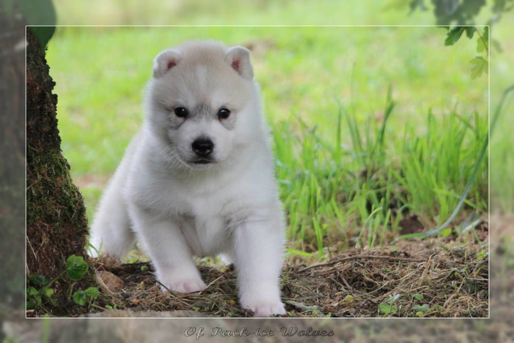 Bébé Husky sibérien de l'élevage Of pack-ice wolves