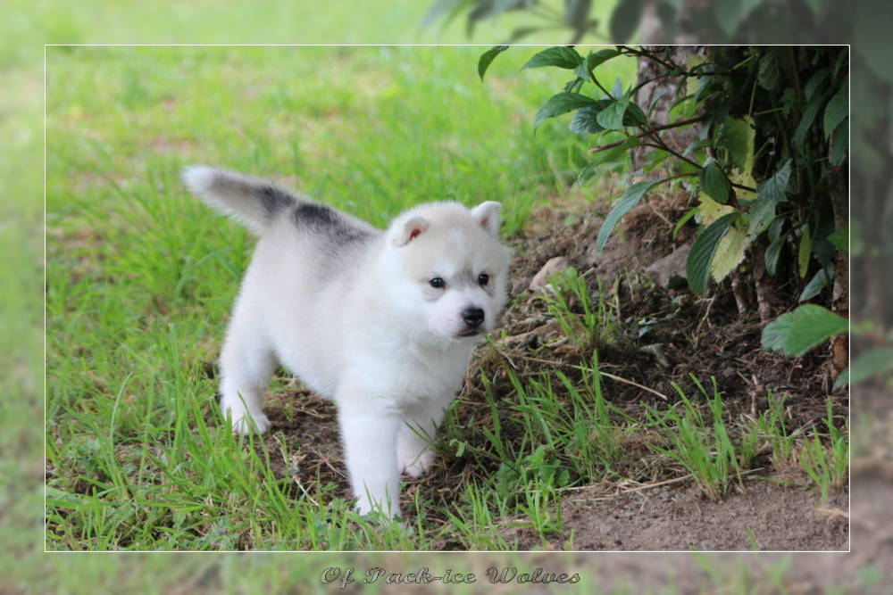 Bébé Husky sibérien de l'élevage Of pack-ice wolves