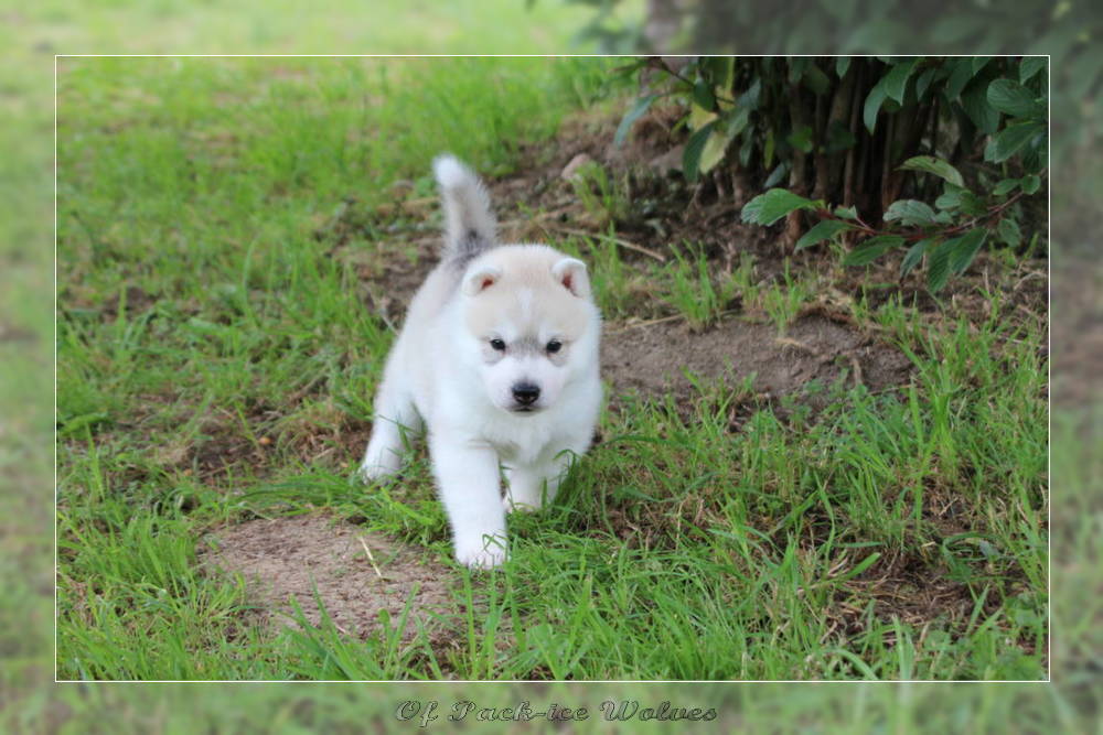 Bébé Husky sibérien de l'élevage Of pack-ice wolves