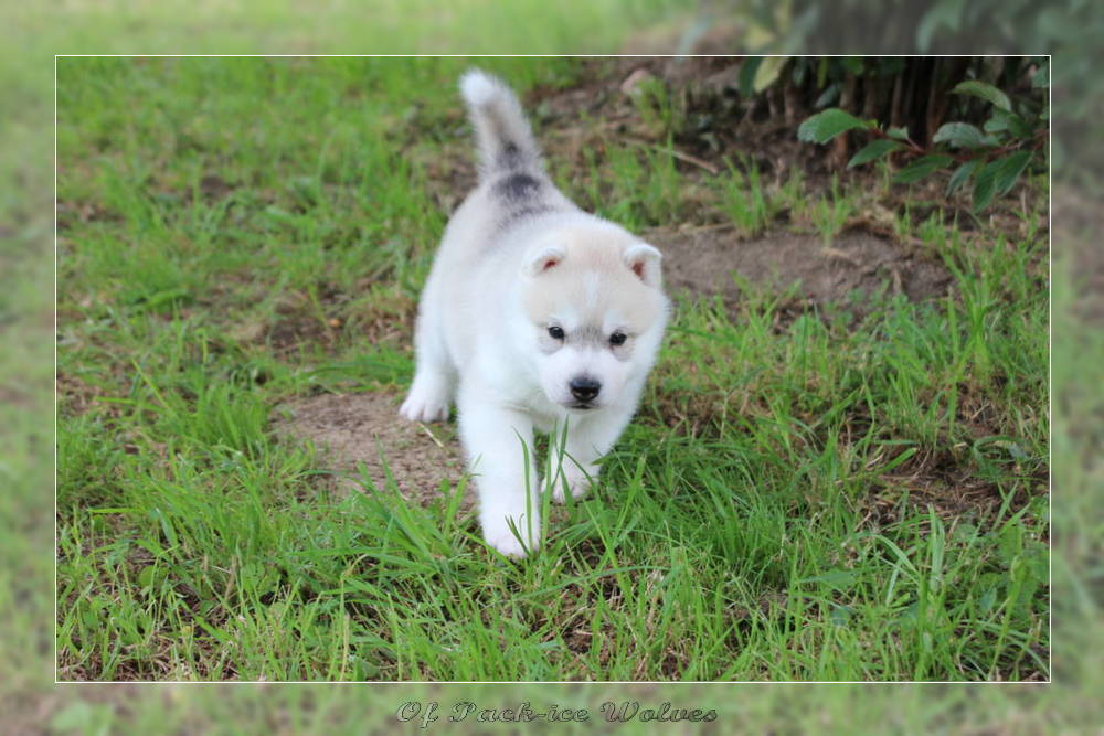 Bébé Husky sibérien de l'élevage Of pack-ice wolves