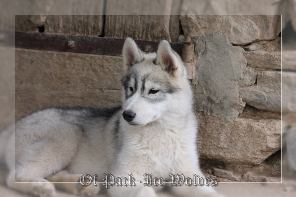 siberian-husky-male-gris-warrior-003